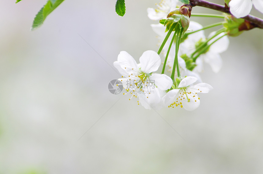 樱花花花瓣季节性绿色白色图片