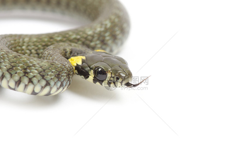 蛇黑色攻击生物橙子突击爬虫宠物野生动物白色爬行动物图片