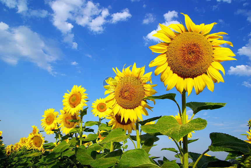 向向向外字段草地国家植物天空农场地球黄色文化生长向日葵图片