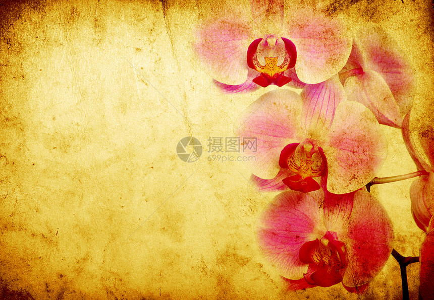 兰花温泉手稿热带花束叶子卡片框架花瓣工作室植物图片