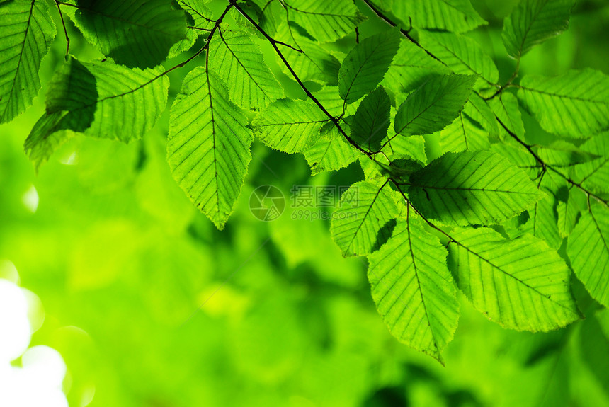 绿叶树木风景树叶阳光空地植物图片