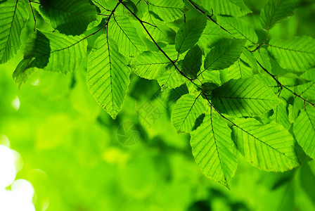 绿叶树木风景树叶阳光空地植物背景图片
