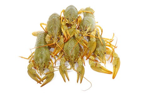 龙虾白色海鲜红色食物螃蟹午餐美食小龙虾背景图片