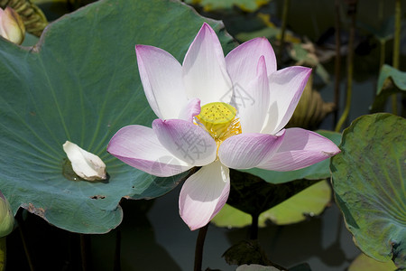 湖边的莲花百合黄色粉色荷花浪漫处女贞女花头叶子高清图片