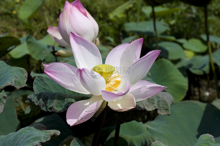 粉色莲花叶子荷花黄色百合贞女花头浪漫处女图片