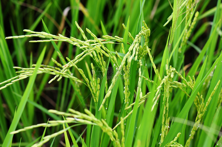 大米饭草地植物种子收获食物田园农场水平农业金子图片