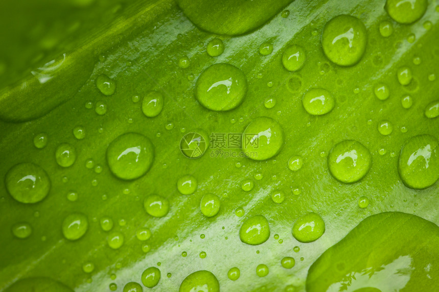 绿叶 加上水滴宏观环境活力绿色雨滴生长植物群花园植物叶子图片
