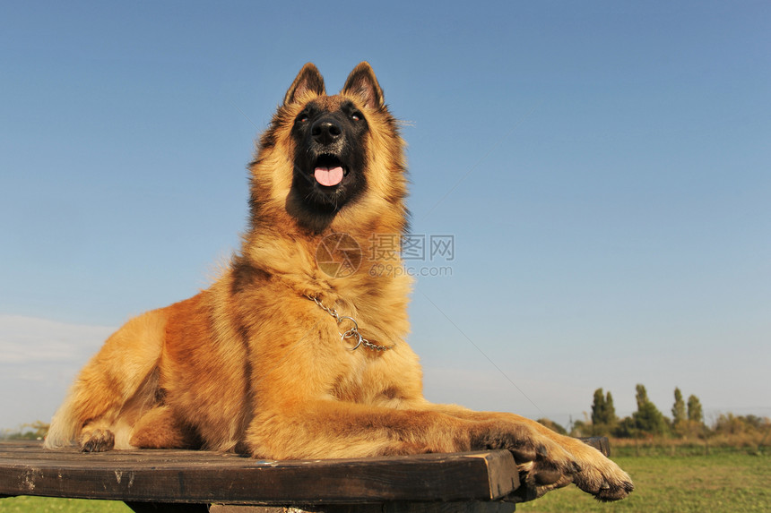 比利时牧羊人棕色动物毛皮蓝色宠物天空牧羊犬犬类图片