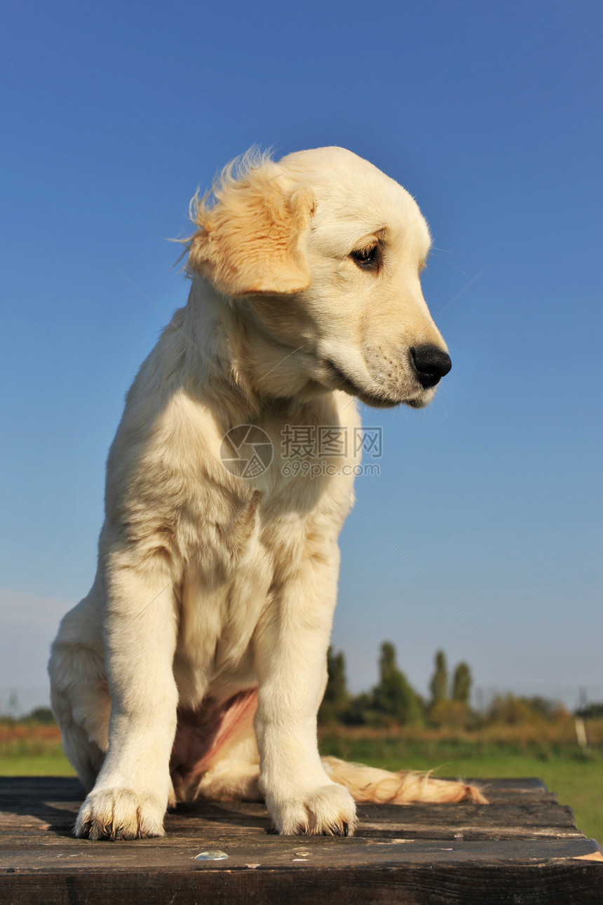 小小狗金色检索器犬类白色猎狗动物宠物蓝色猎犬天空图片