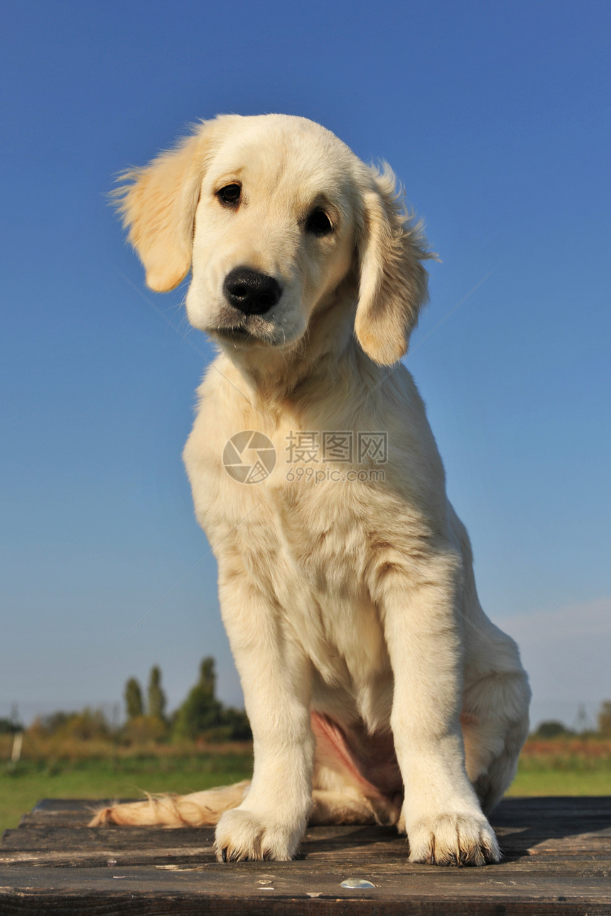 小小狗金色检索器蓝色猎犬白色宠物犬类天空动物猎狗图片
