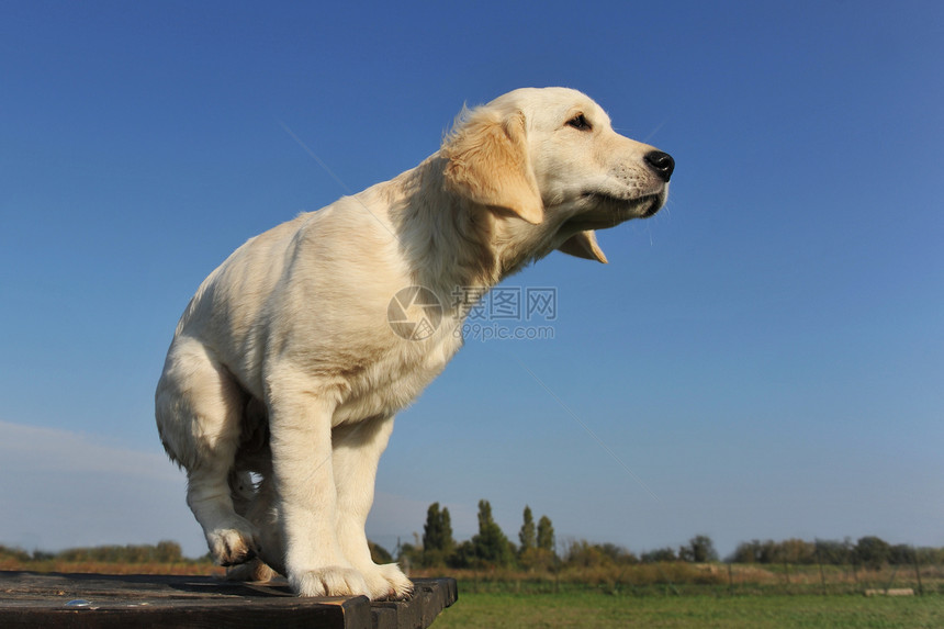 小小狗金色检索器蓝色猎犬猎狗犬类天空宠物动物白色图片