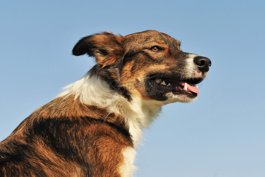  collie 肖像犬类动物白色蓝色牧羊犬棕色天空宠物图片