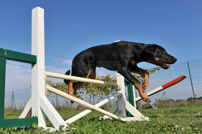 小小狗敏捷的比阿生龙训练跳跃竞赛天空犬类牧羊犬黑色蓝色动物牧羊人图片