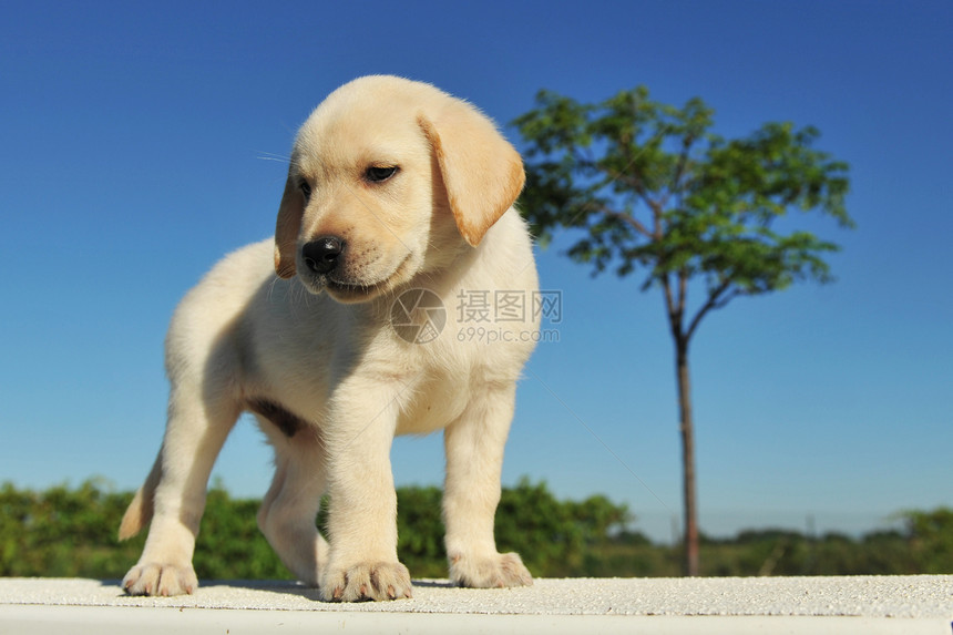 小狗拉布拉多检索器宠物婴儿动物犬类图片