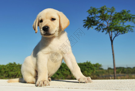 小狗拉布拉多检索器婴儿宠物动物犬类背景图片