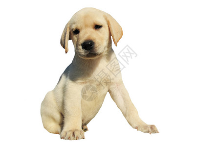 小狗拉布拉多检索器宠物工作室犬类动物白色婴儿背景图片