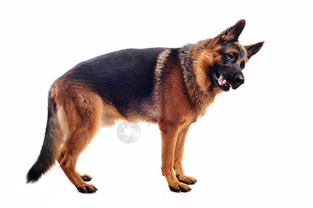 德国牧羊人棕色男性牧羊犬宠物警觉犬类工作室动物警犬背景图片