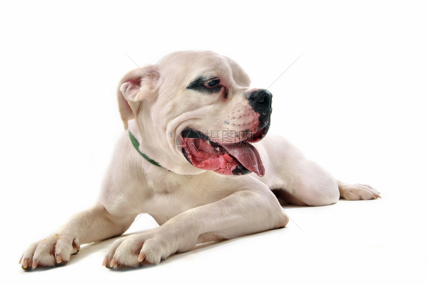 白色弓箭动物斗牛犬工作室宠物犬类舌头图片