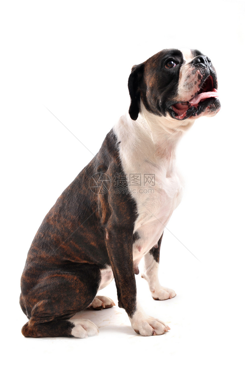 棕色弓工作室白色犬类动物斗牛犬宠物舌头图片