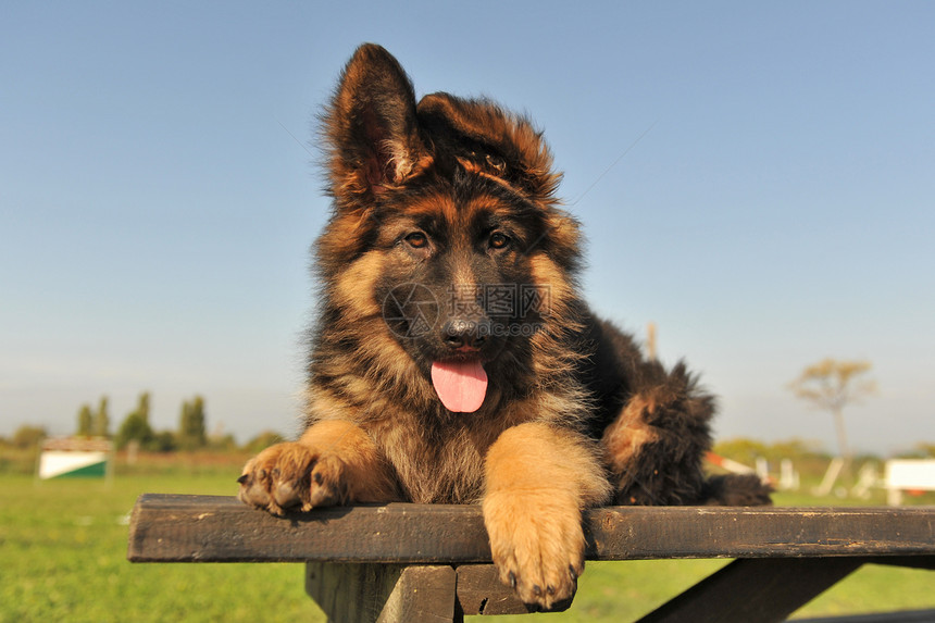 小狗德国牧羊人动物犬类天空警觉婴儿牧羊犬宠物蓝色毛皮眼睛图片