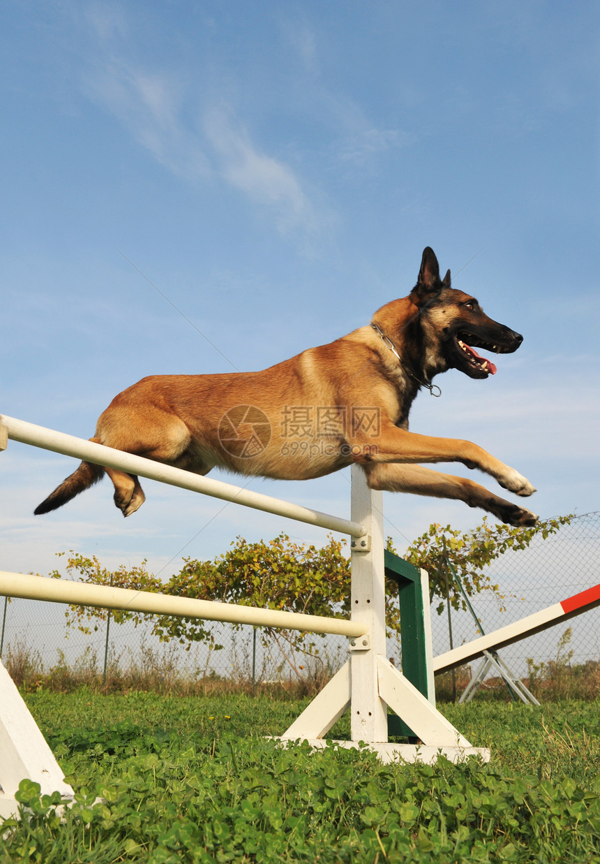 跳跃麦地诺牧羊人警觉棕色宠物动物运动锻炼训练犬类图片