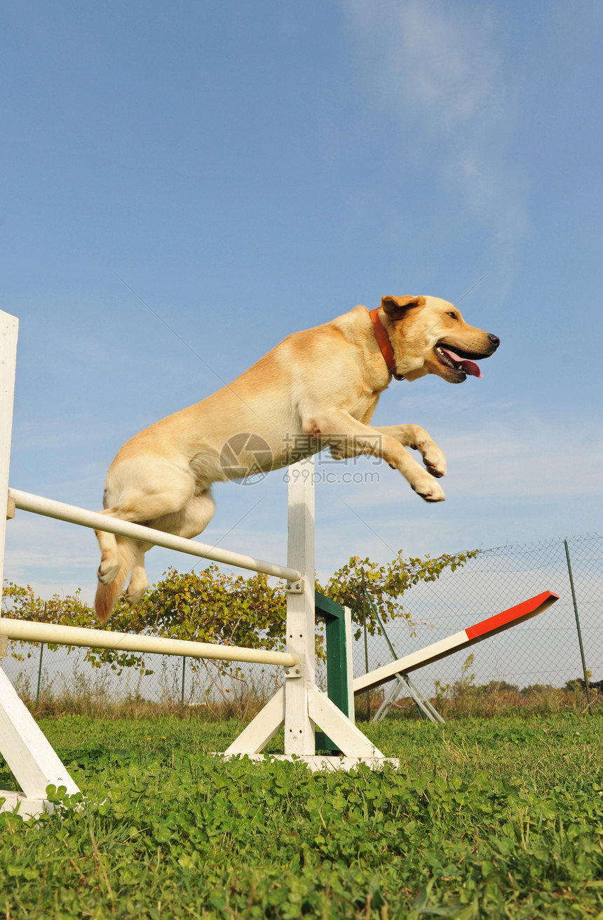 快速的拉布拉多检索器训练运动犬类宠物动物猎犬竞赛天空跳跃蓝色图片