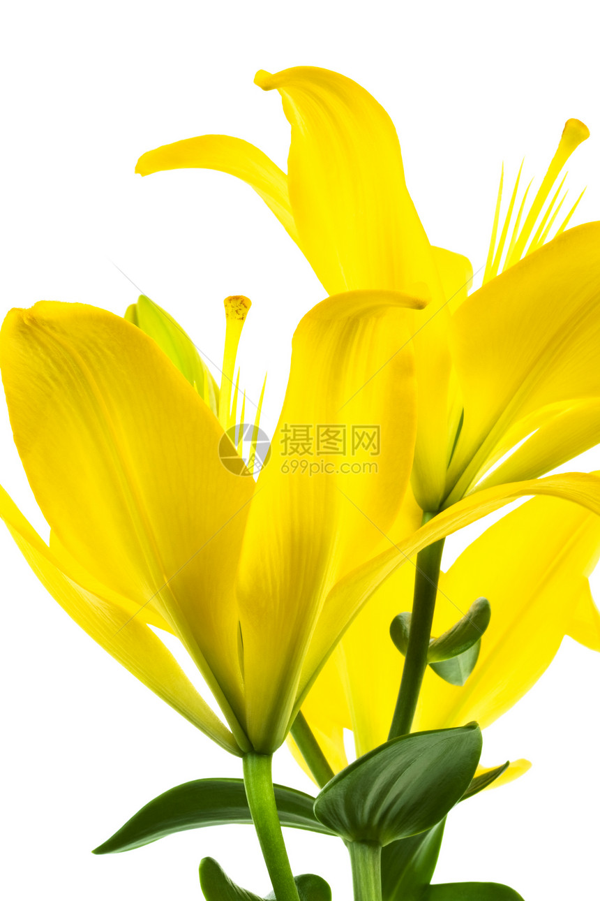黄色李庆典花店百合绿色白色礼物植物宏观生活园艺图片