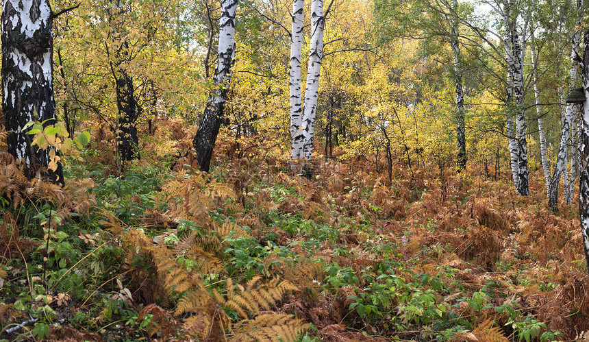 秋季森林场景叶子白色季节黄色植物群橙子环境金子桦木图片