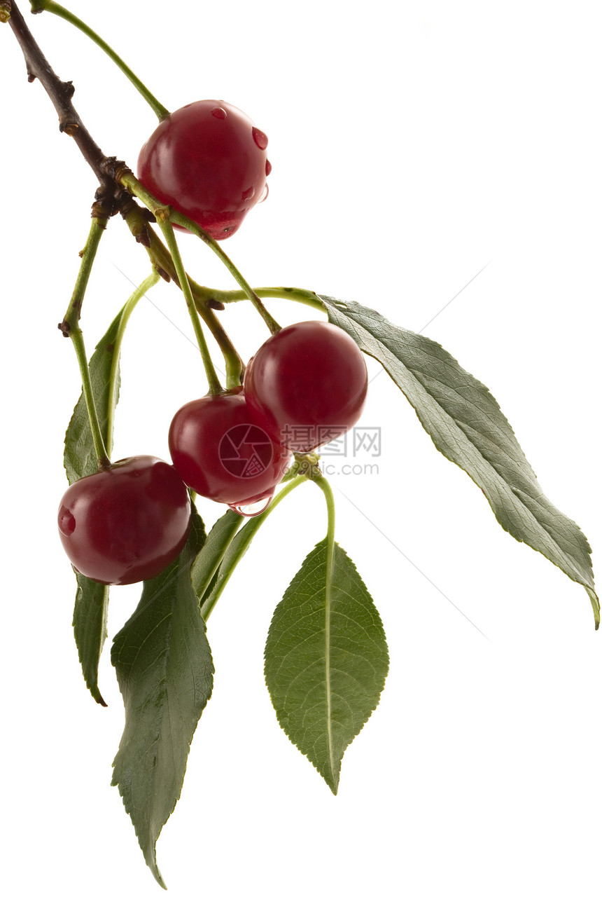 樱桃红色叶子食物绿色水果图片