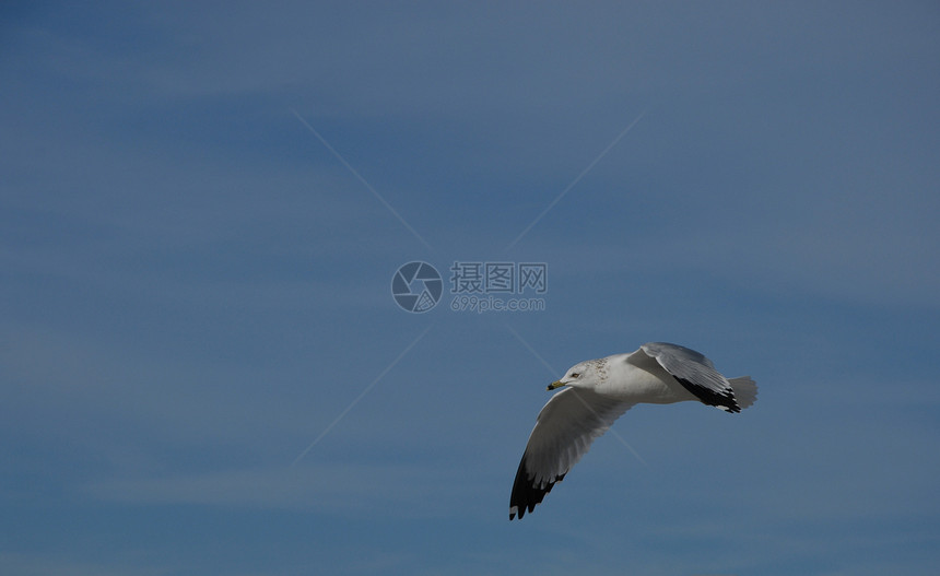 海鸥动物白色野生动物航班翅膀天空海鸟羽毛图片