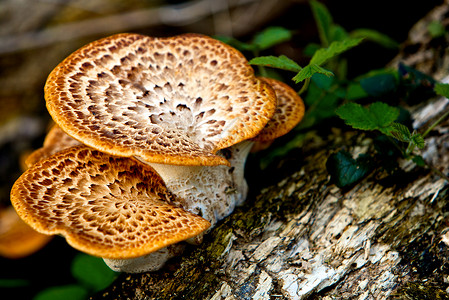 野蘑菇实体树干公园食物烹饪侏儒熟食国家木头植物高清图片