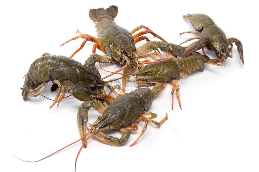 龙虾水平动物贝类天线食物图片
