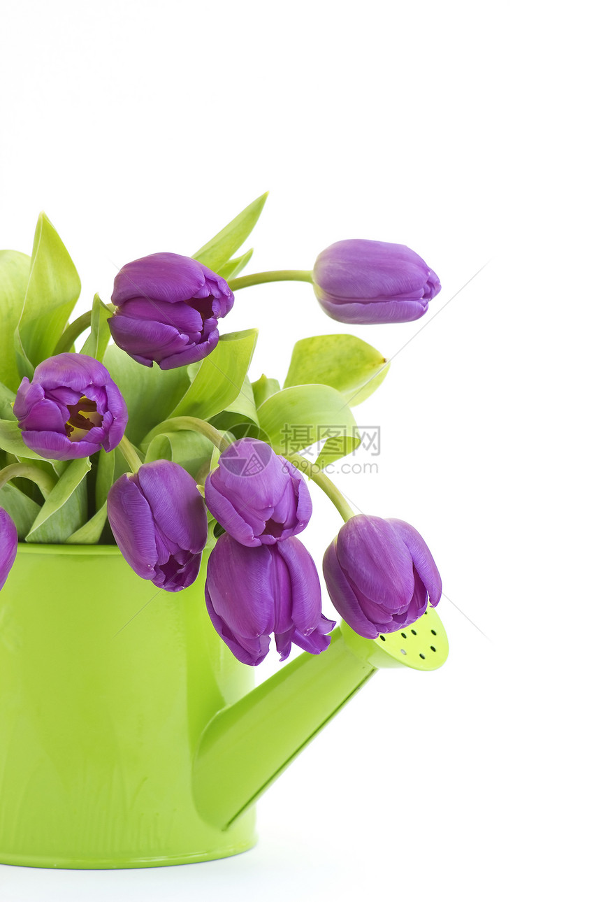 一堆紫罗兰郁金香紫色脆弱性花束礼物绿色花瓣白色植物群叶子图片