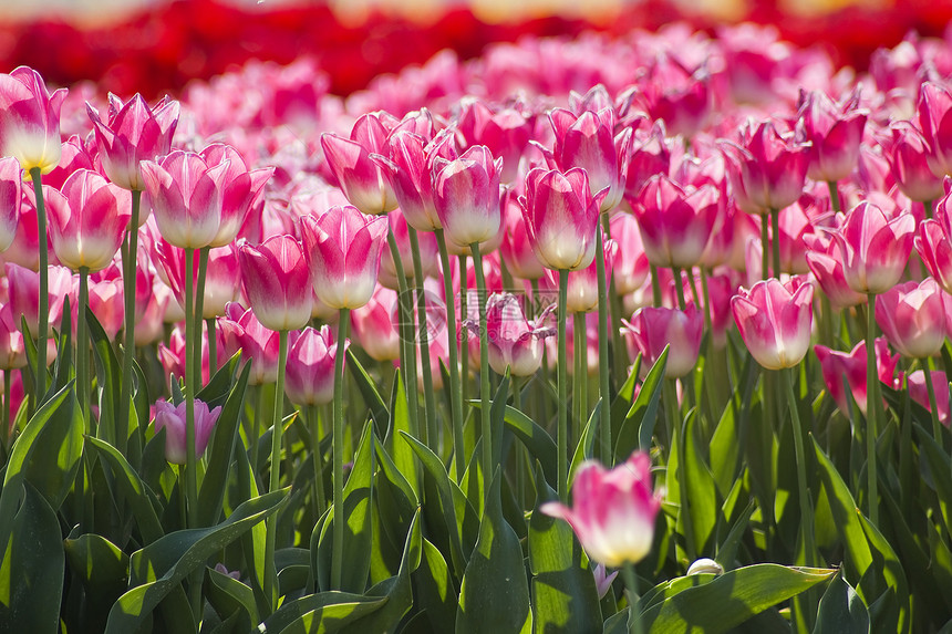 荷兰有粉红色郁金香的春田植物宏观场地生长投标季节栽培花瓣晴天农场图片
