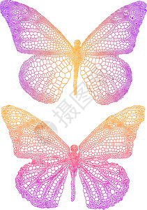 矢量蝴蝶翅膀插图花丝坡度漏洞白色昆虫橙子脉络紫色背景图片