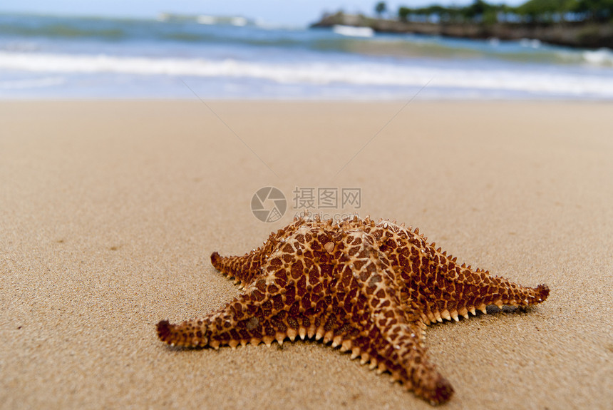 海星在海滩上海星生活太阳阳光场景野生动物动物海浪海岸线水平图片