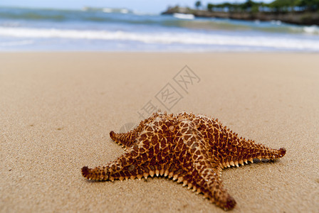 海星在海滩上海星生活太阳阳光场景野生动物动物海浪海岸线水平背景图片