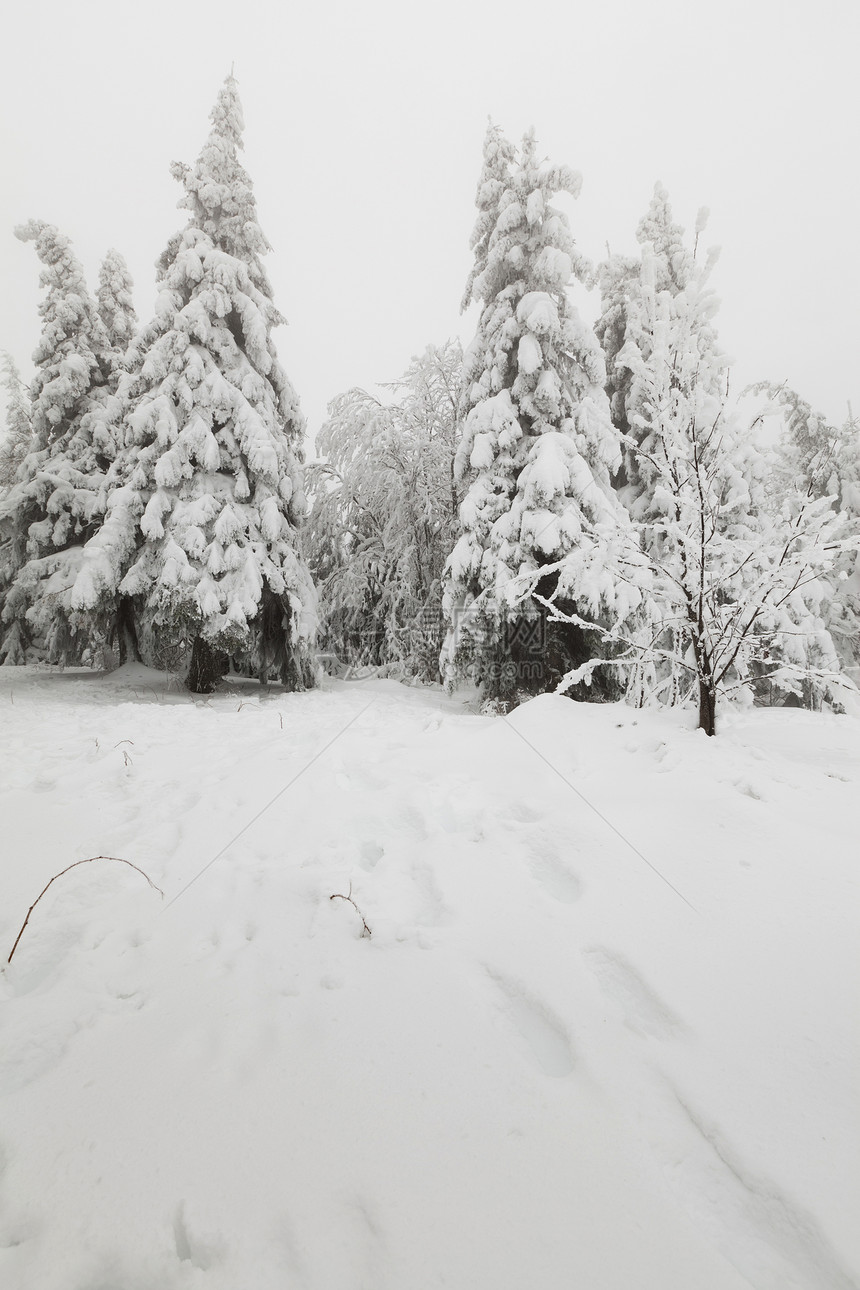 冻结森林环境公园乡村白色季节天气树木图片