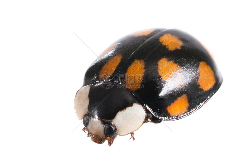 立体虫漏洞天线黄色橙子宏观荒野白色黑色动物甲虫图片