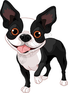 波士顿梗犬波士顿 Terrier犬类宠物哺乳动物耳朵主题插图脊椎动物生物黑色卡通片插画