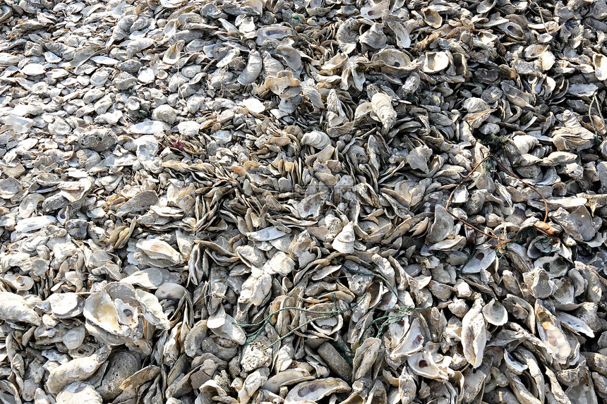 牡蛎贝壳贝类美食午餐香味商业美味展示珍珠杂货脆弱性图片