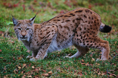 Lynx 林克荒野森林山猫文章高清图片