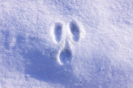 冬天雪中野兔的踪迹脚印冻结爪子季节水晶动物小路脚步声荒野天气背景图片