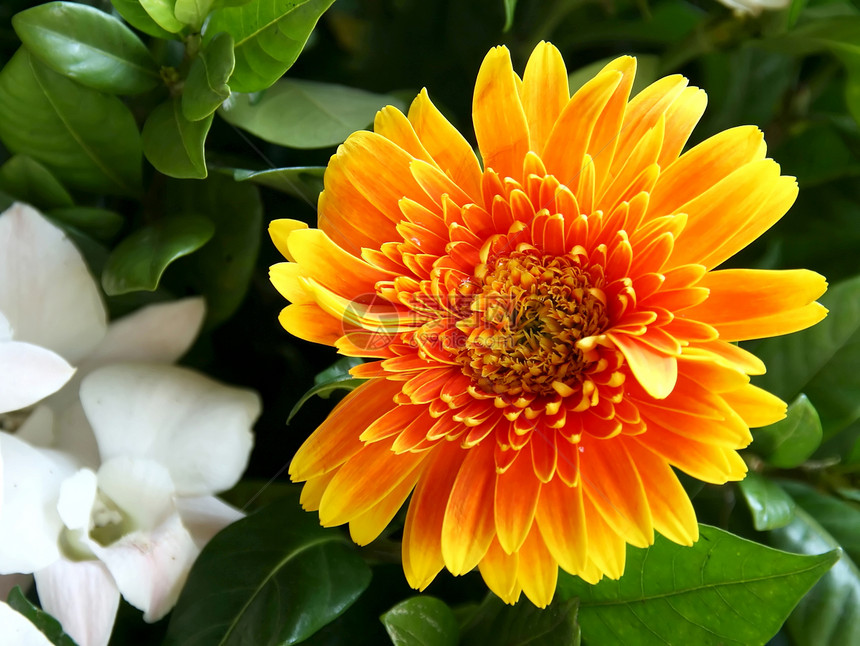 菊花花墙纸植物雄蕊太阳叶子植物学美丽花瓣种子橙子图片