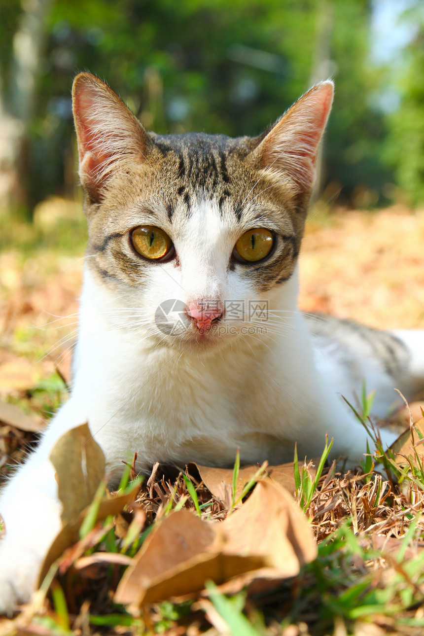 一只可爱的猫 躺在花园里的草地上宿醉动物小猫场地宠物眼睛日志阳光木头毛皮图片