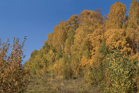 塞尔毛秋秋叶子衬套黄色绿色森林环境植物金子场景季节背景图片