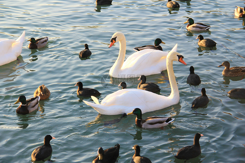 在湖边黑色野生动物脖子天鹅鸟类鸭子荒野海鸥羽毛白色图片