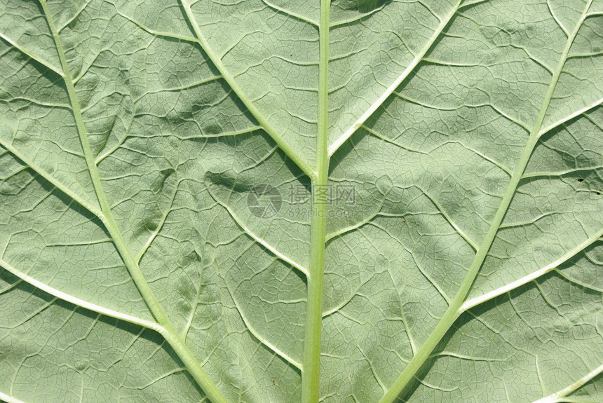 绿叶背景生活植物环境边界框架分支机构线条植物学叶子脉络图片