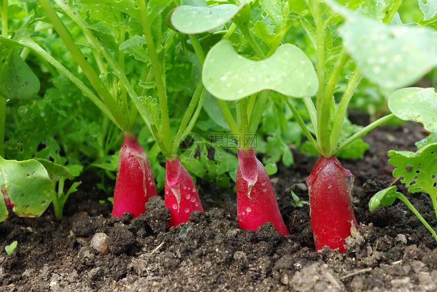 红萝卜沙拉叶子生活营养生态花园萝卜饮食宏观植物图片