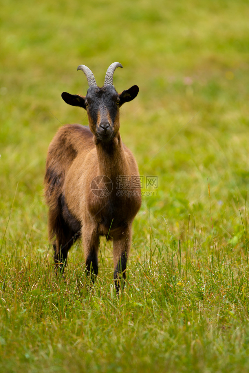 山羊在绿草地上家畜胡须国家骡子动物群毛皮谷仓头发喇叭动物图片